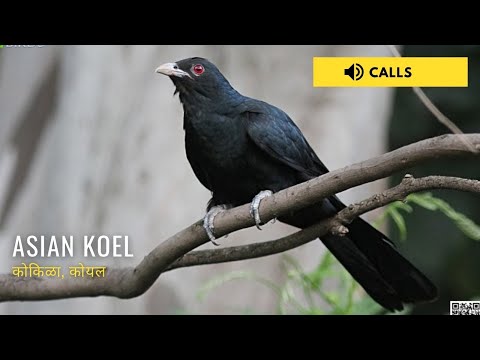 Asian Koel Singing | Nature Web