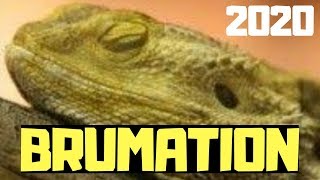 Brumation in Bearded Dragons . Everything You Need To Know