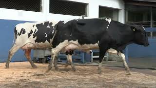 Vídeo 126 - 1ª ETAPA MEGA LIQUIDAÇÃO TOTAL AGROPECUÁRIA MARAJOARA - DIA 4 | GADO GIROLANDO E HOLANDÊS