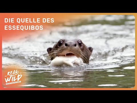 Unerforschter Amazonas: Wo liegt die Quelle des Essequibo?