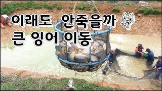 이래도 안죽을까. 큰잉어 이동