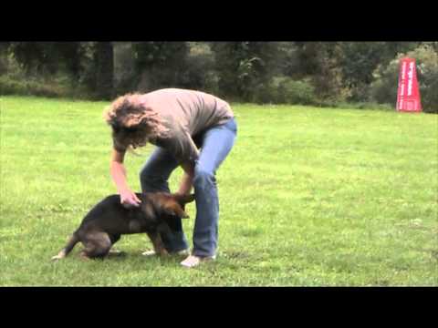 Avanti Levemar clicker