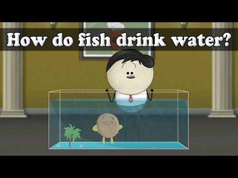 Osmosis - How do fish drink water? | #aumsum #kids #science #education #children