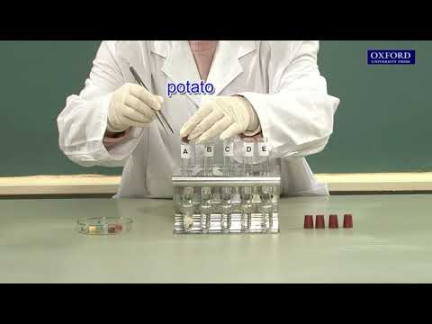 Practical 4.1 Demonstration of the action of enzymes