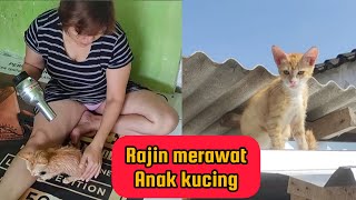 Download lagu MERAWAT BULU ANAK KUCING DI RUMAH BUNDA mp3 Download lagu MERAWAT BULU ANAK KUCING DI RUMAH BUNDA mp3
