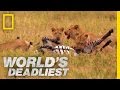 Lions Vs Zebra World S Deadliest