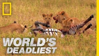 World's Deadliest - Lions vs. Zebra