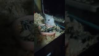 赤ちゃんハムスターこめこちゃん