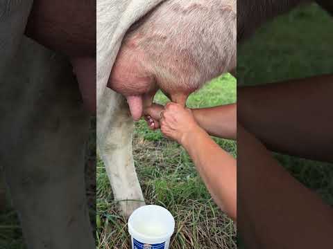 Cum se mulge vaca