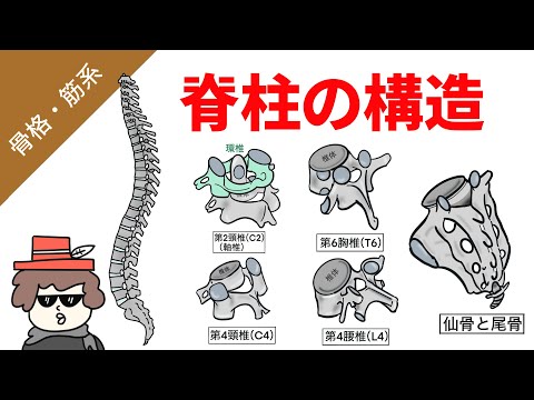 レンゲの骨について詳しく解説