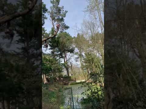 Démontage en tyrolienne élagage abattage Mesquer Vert d'Horizon