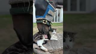 動じない猫 #リラックス #動物 #癒し動画 #馬 #猫