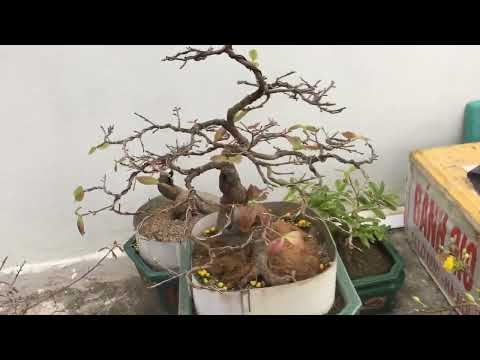 How to care for Northern yellow apricot trees after Tet