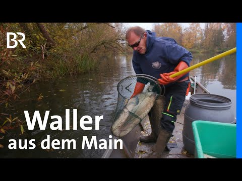 Haferlgucker: Wie schmeckt ein Waller aus dem Main? | Zwischen Spessart und Karwendel | BR