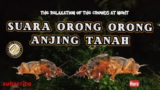 Download lagu The relaxation of the crowds at night|| suara Gaang orong orong anjing tanah||Suara alam malam mp3 Download lagu The relaxation of the crowds at night|| suara Gaang orong orong anjing tanah||Suara alam malam mp3