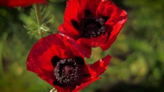 preview picture of video 'Travelling Poppy'