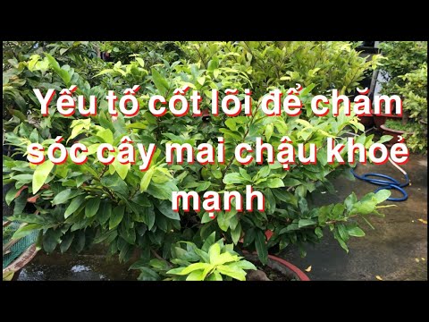 Core factors to care for healthy potted apricot trees // October 24 al