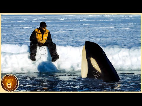 If these orca encounters hadn't been filmed, you would never believe them