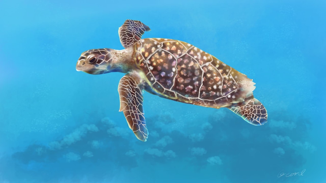 Reptilian Diversity Part 1: Turtles, Tuataras, and Crocodilians