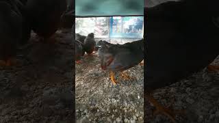 Download lagu Pejantan pipikau #puyuh #puyuhbatu #quail mp3 Download lagu Pejantan pipikau #puyuh #puyuhbatu #quail mp3