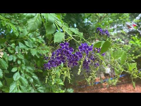 image : Le samedi au jardin : Ile de Réunion