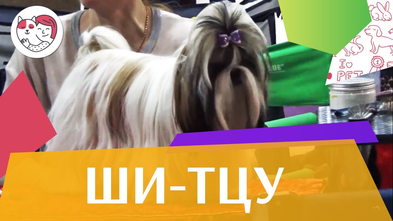 Ши-тцу. О породе, особенности, уход