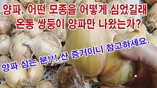 양파, 어떤 모종을 어떻게 심었길래 온통 쌍둥이 양파만 나왔는가? 양파 심는 분!!! 산 증거이니 참고하세요…