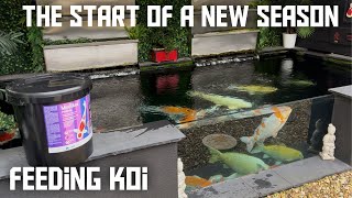 KOI POND FEEDING**WHEN TO START FEEDING AFTER WINTER**