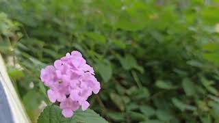 Download lagu Awas nanti jatuh cinta - Armada (cover by suaka) mp3 Download lagu Awas nanti jatuh cinta - Armada (cover by suaka) mp3