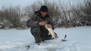 Ловля щуки на пескаря в мае