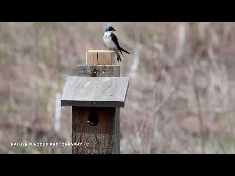 TREE SWALLOW NESTING SEASON MIKE SCHOUT WETLAND PRESERVE