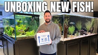 Unboxing New Cichlids, Tank Moves, and Breeding Everywhere (Massive Fish Room Update!)
