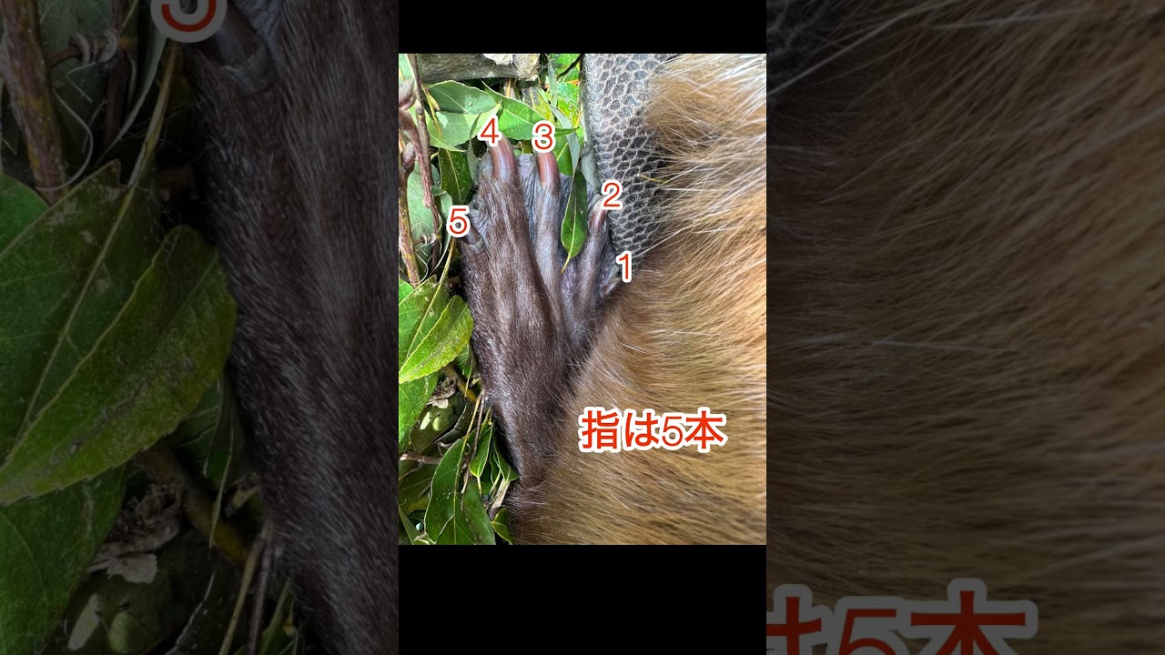 誰の後ろあしでしょうか？？ #東武動物公園 #癒し #動物園