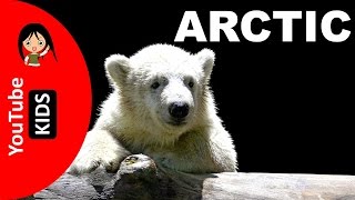 Learn Wild Arctic Animals Names and Sounds with Actual Pictures - YouTube Kids