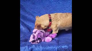 Video preview image #1 Chihuahua-Unknown Mix Puppy For Sale in Cuba, NY, USA