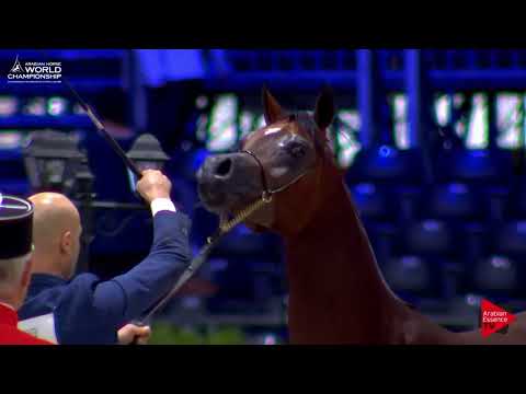 N.74 AANAN LEMBARAK - Paris 2017 - Yearling Colts (Class CM4A)