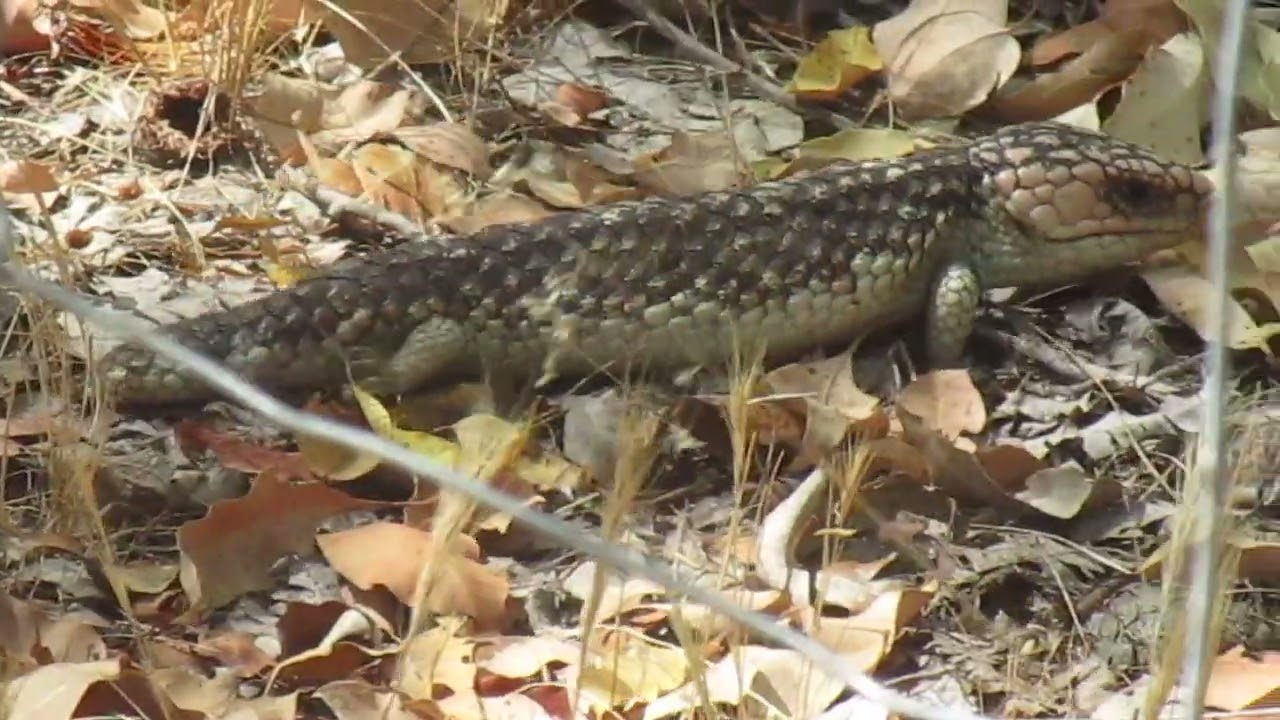 Blue Tongue Lizard in it's natural habitat