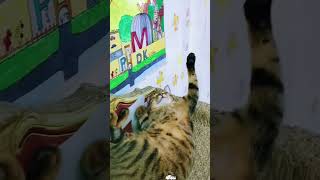 Download lagu Part 41  #funny #cat#ExplorePage mp3