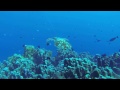 Kavieng Dive