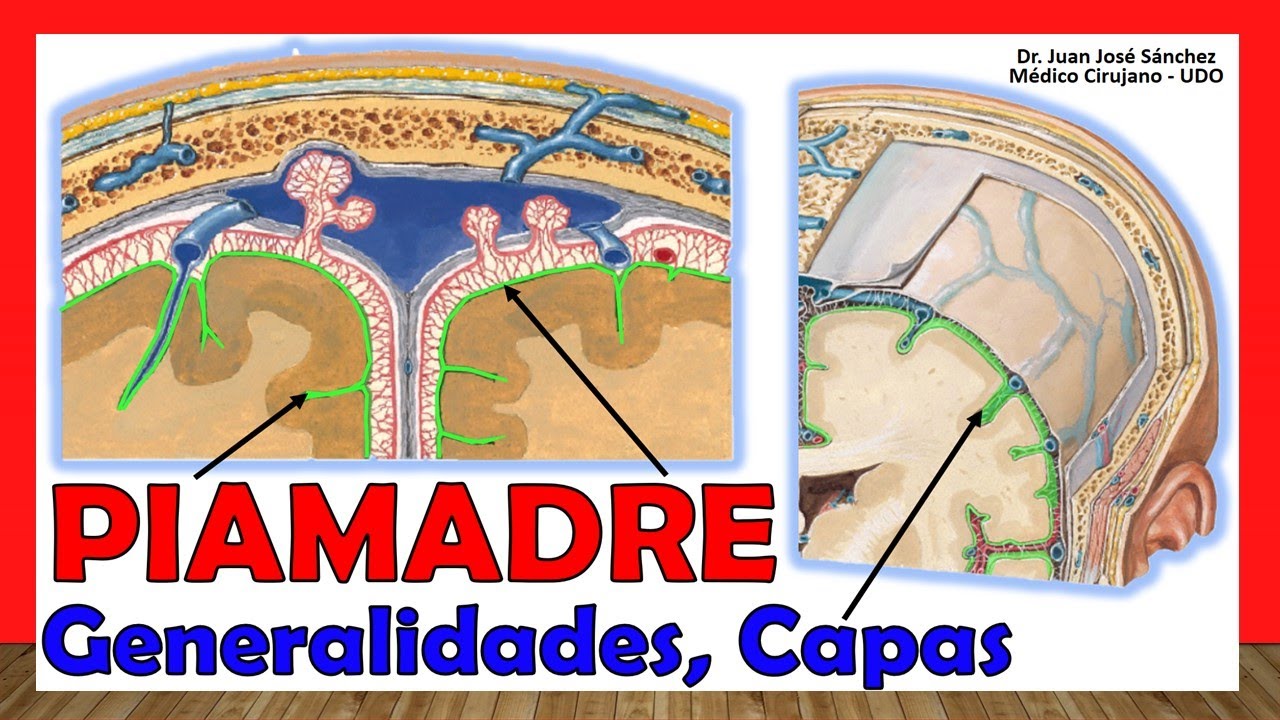🥇 PIAMADRE - (Meninges). Generalidades. ¡Explicación Sencilla!
