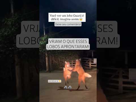 Lobo Guará brigam enquanto um casal filmava. VEJAM! Deixe seu comentário INSCREVA-SE
