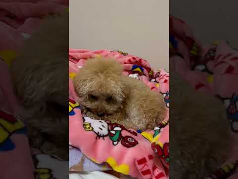 経営学科 トイプードル1歳 #トイプードル #toypoodle　#おパンツカット