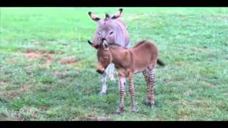preview picture of video 'Baby Zedonk - cross between donkey and zebra - born at Chestatee Wildlife Preserve in north Georgia'
