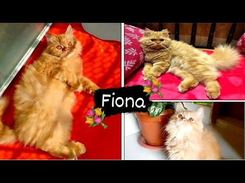 Forever in our Hearts: Our Precious Memories | আমাদের আদরের ফিওনা |Memories That will Never Fade