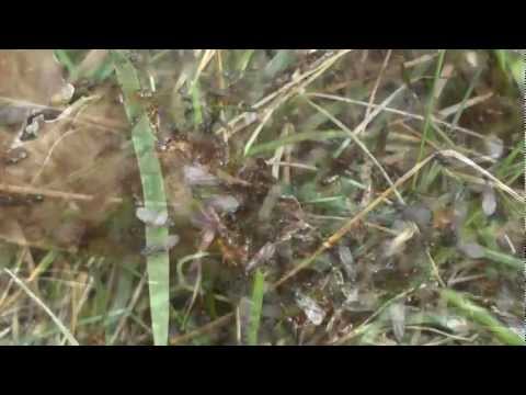 Swarming Ants