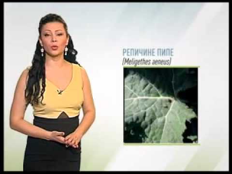 Zelena prognoza 30.3.2015. - Stanje u usevima uljane repice