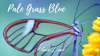 Enya - Pale Grass Blue (Tradução) HD Video