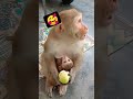 Milk Monkey Bandar Tiktok Short
