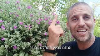 פעולה גיזום שחושפת את הצמחים שלנו למזיקים, ומייצרת שרשרת הרסנית לסביבה