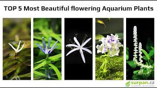 TOP 5 most beautiful FLOWERS of aquarium plants | SURPAN.cz